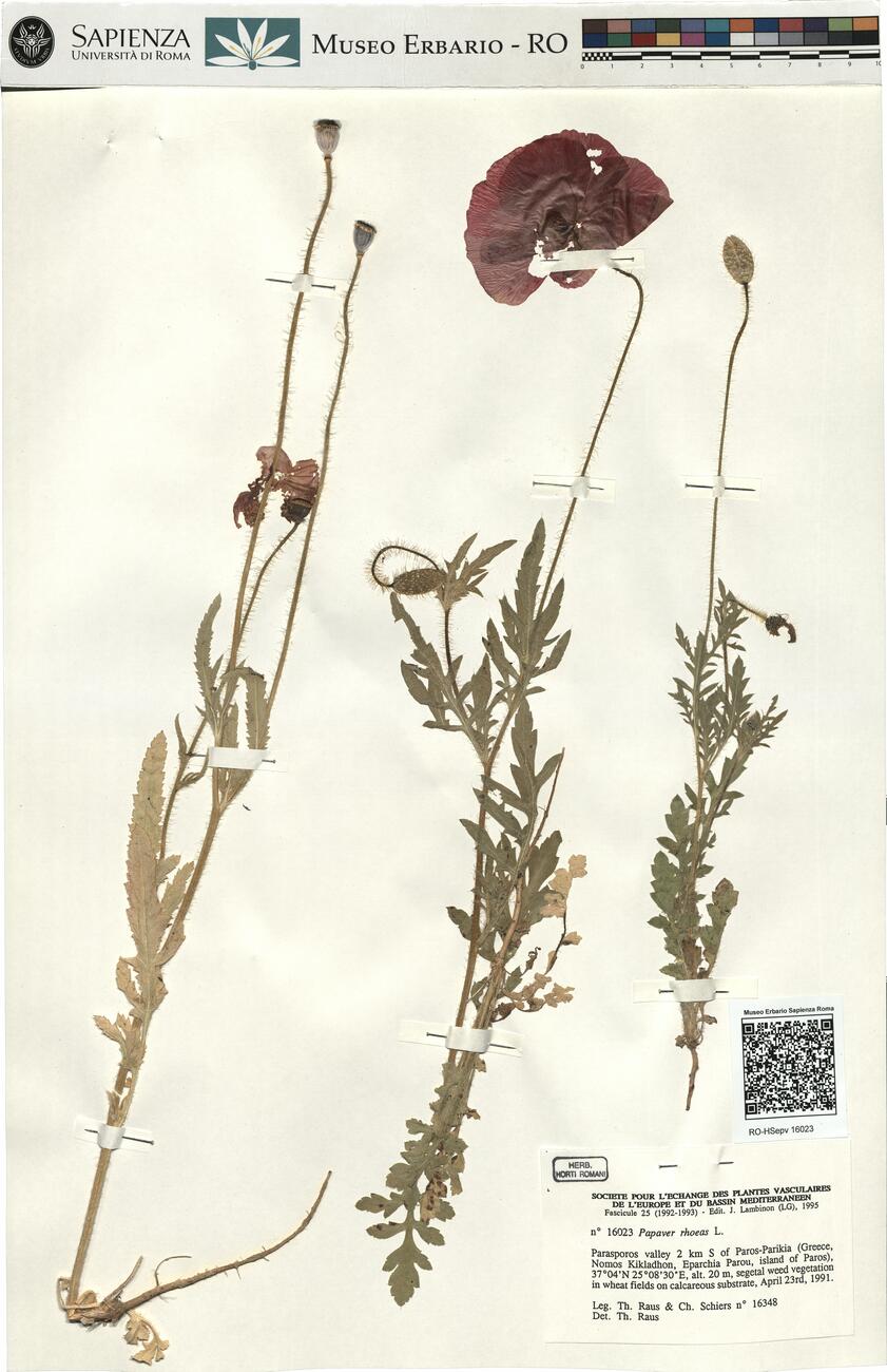 Papaver rhoeas L. -  RO-HSepv 16023 photo