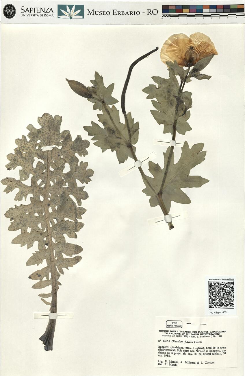 Glaucium flavum Crantz -  RO-HSepv 14051 photo