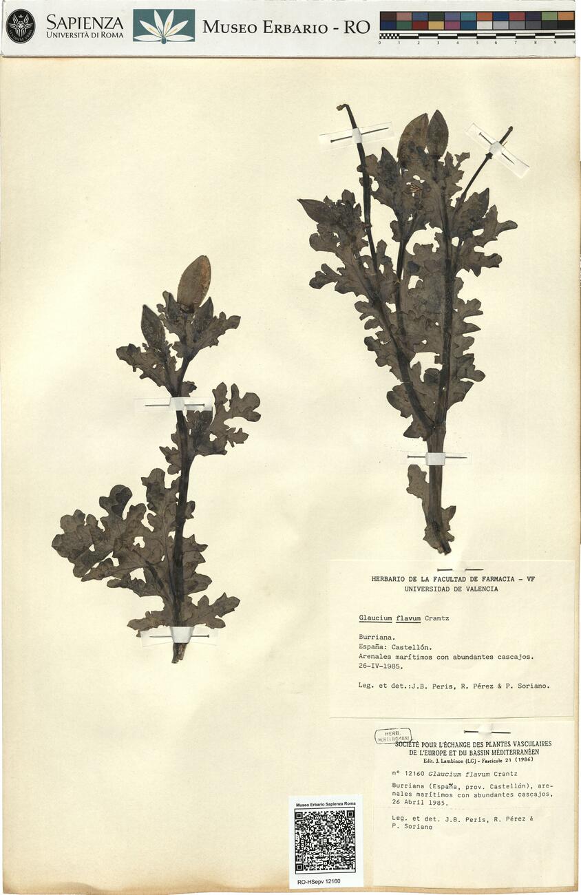 Glaucium flavum Crantz -  RO-HSepv 12160 photo