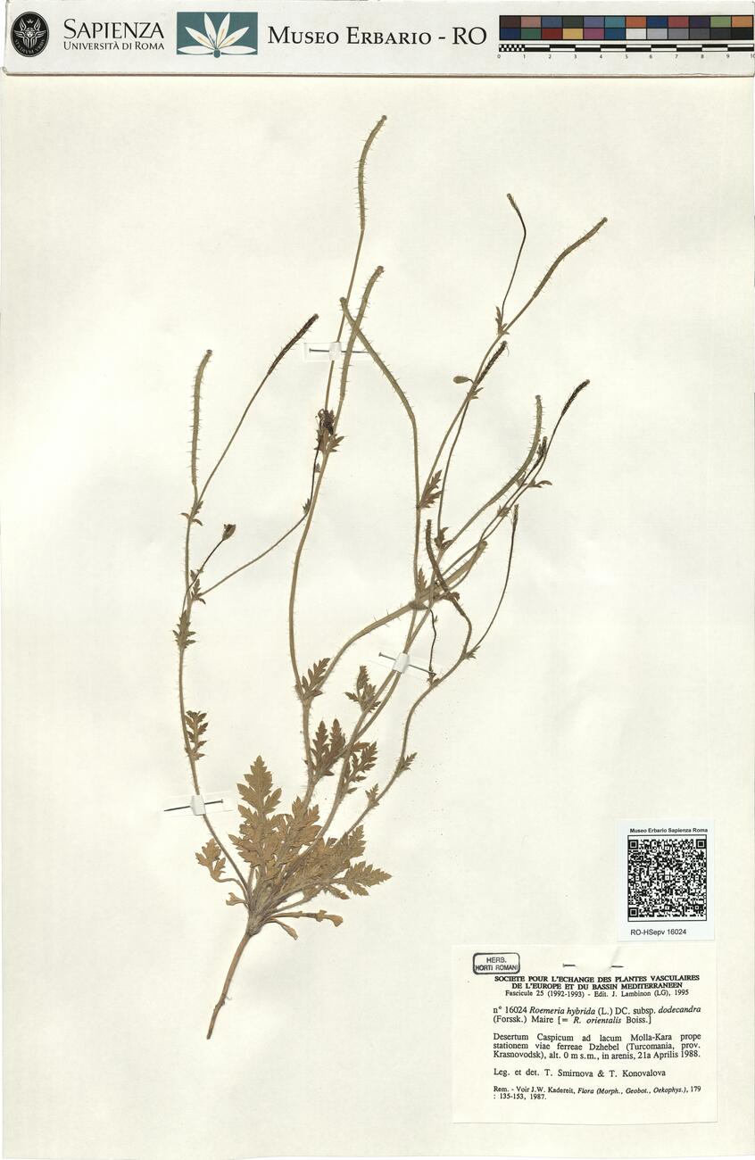 Roemeria hybrida (L.) DC. subsp. dodecandra (Forssk.) Maire -  RO-HSepv 16024 photo