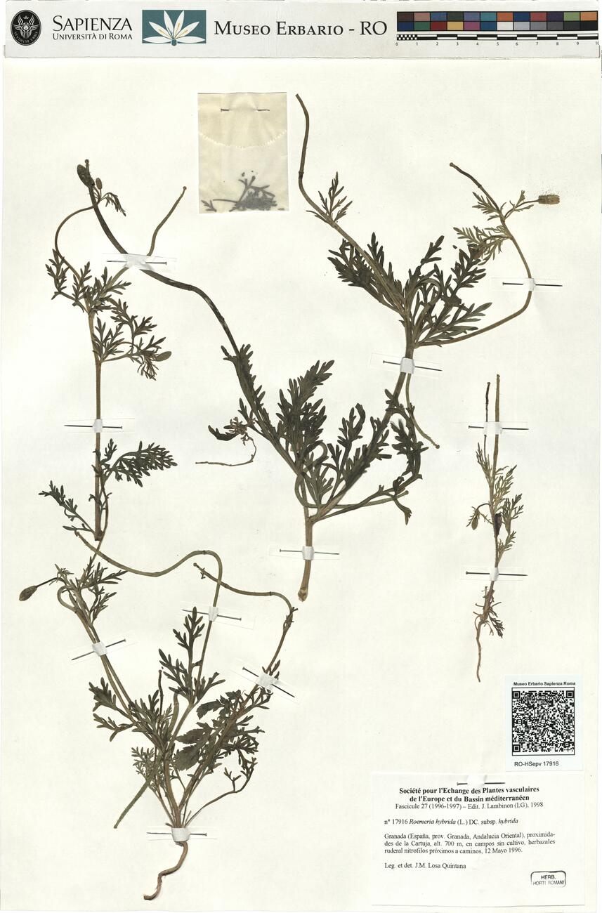 Roemeria hybrida (L.) DC. subsp. hybrida -  RO-HSepv 17916 photo