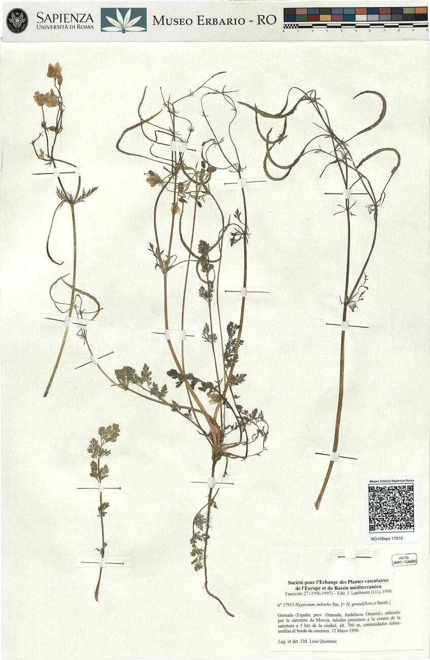 Hypecoum imberbe Sm. -  RO-HSepv 17915 photo