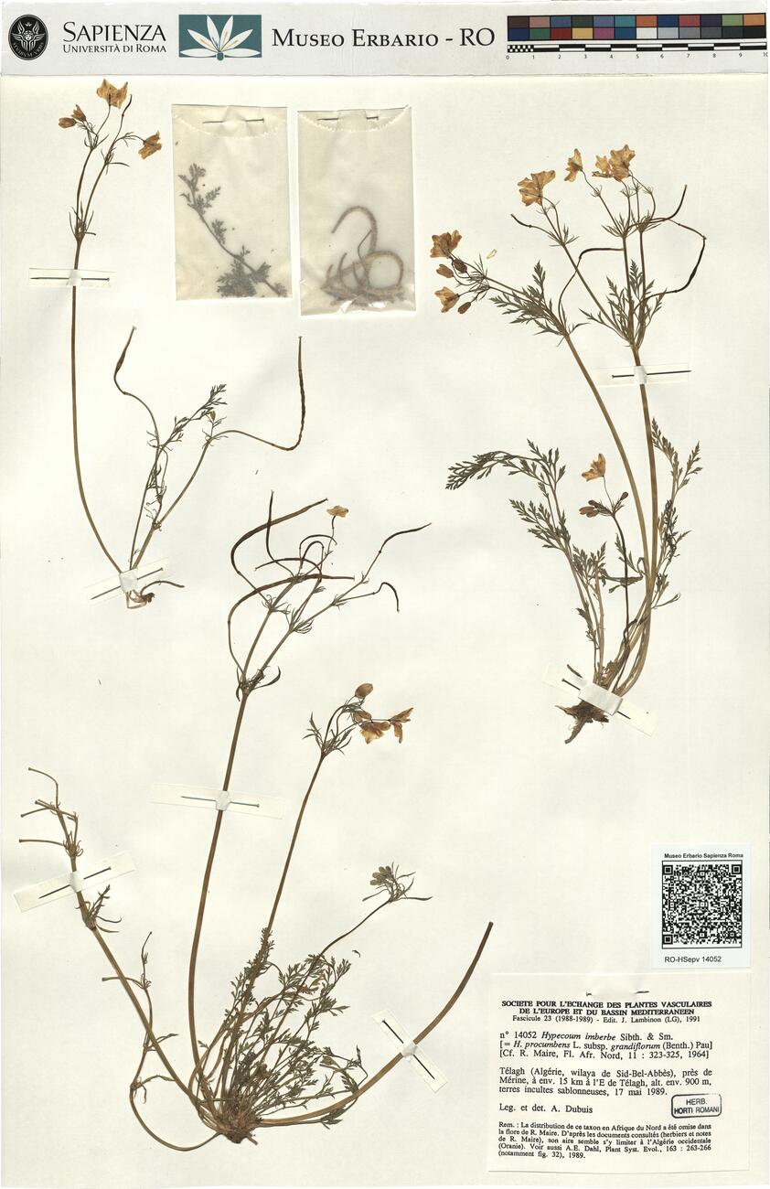 Hypecoum imberbe Sibth. & Sm. -  RO-HSepv 14052 photo