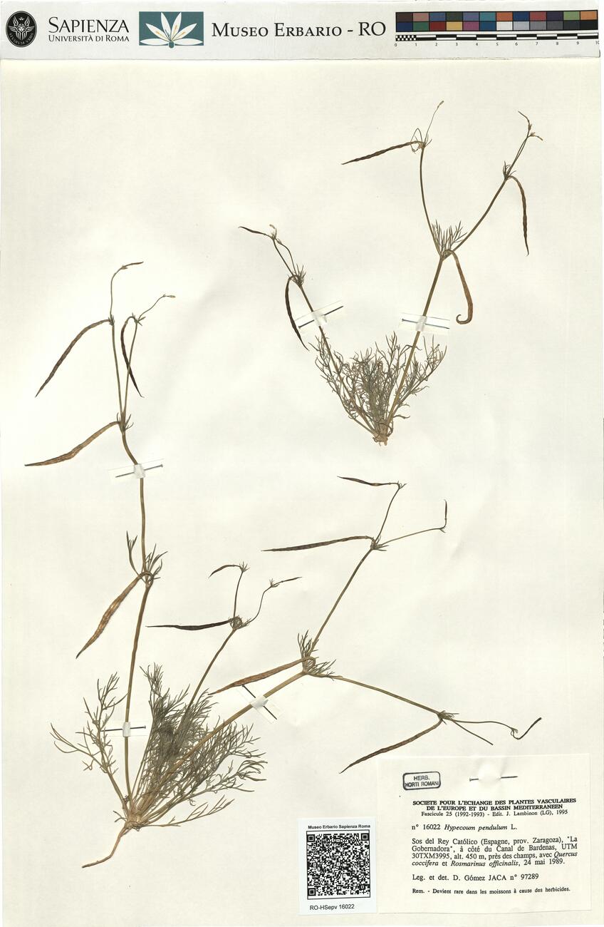 Hypecoum pendulum L. -  RO-HSepv 16022 photo