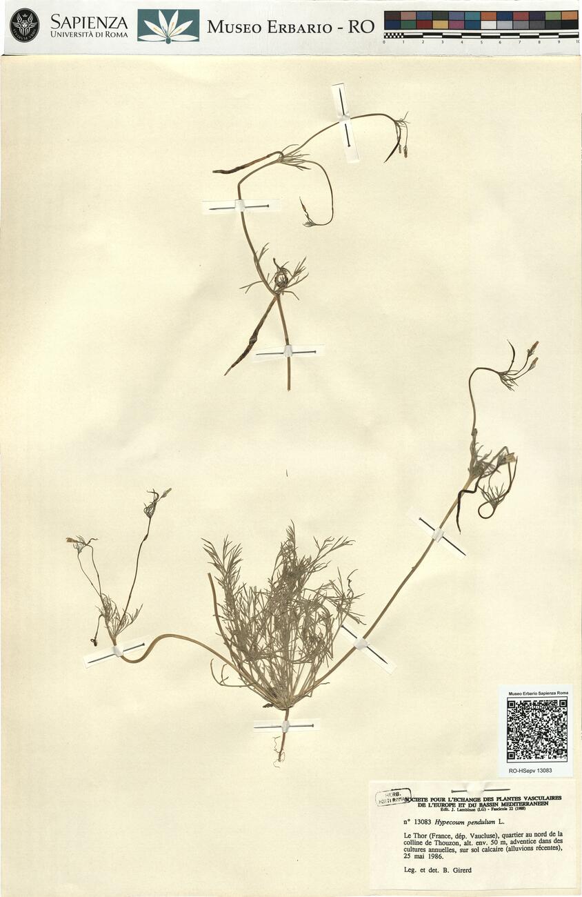 Hypecoum pendulum L. -  RO-HSepv 13083 photo