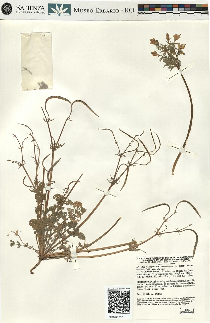 Hypecoum procumbens L. subsp. duriaei (Pomel) Batt. var. duriaei -  RO-HSepv 14053 photo