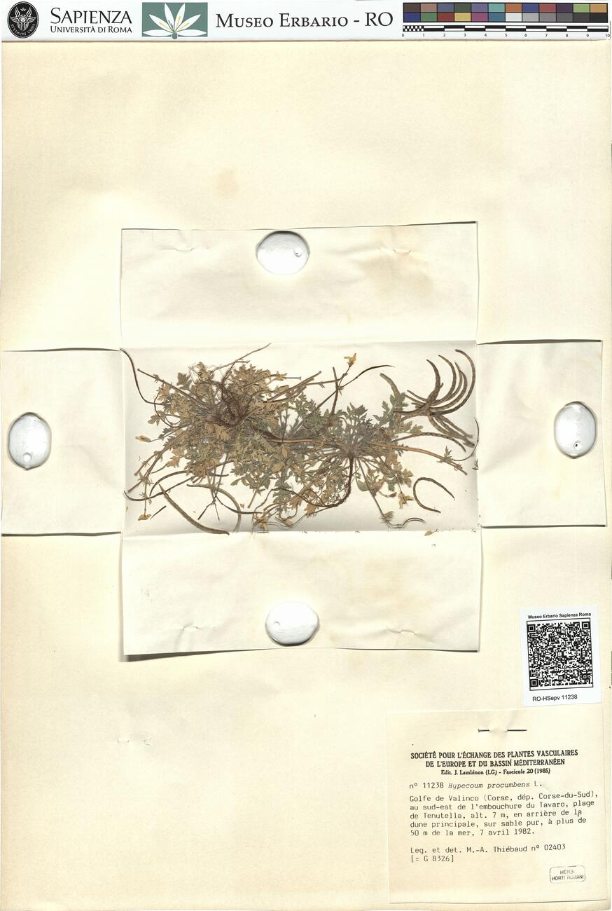 Hypecoum procumbens L.  -  RO-HSepv 11238 photo