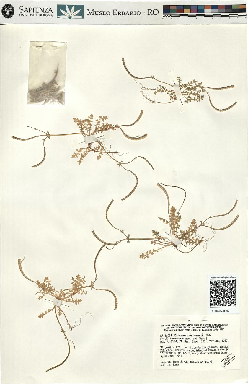 Hypecoum torulosum Å. Dahl  -  RO-HSepv 15033 photo