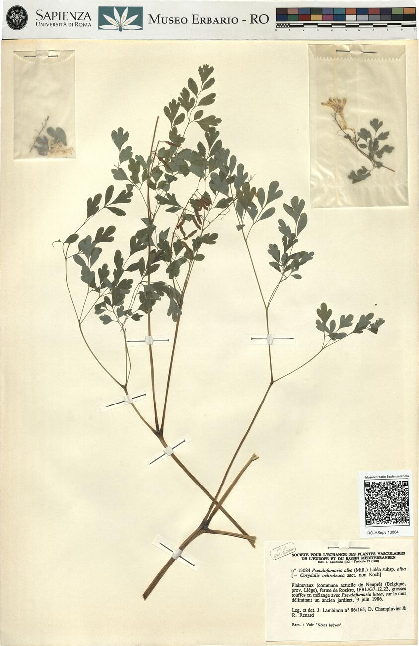 Pseudofumaria alba (Mill.) Lidén subsp. alba  -  RO-HSepv 13084 photo