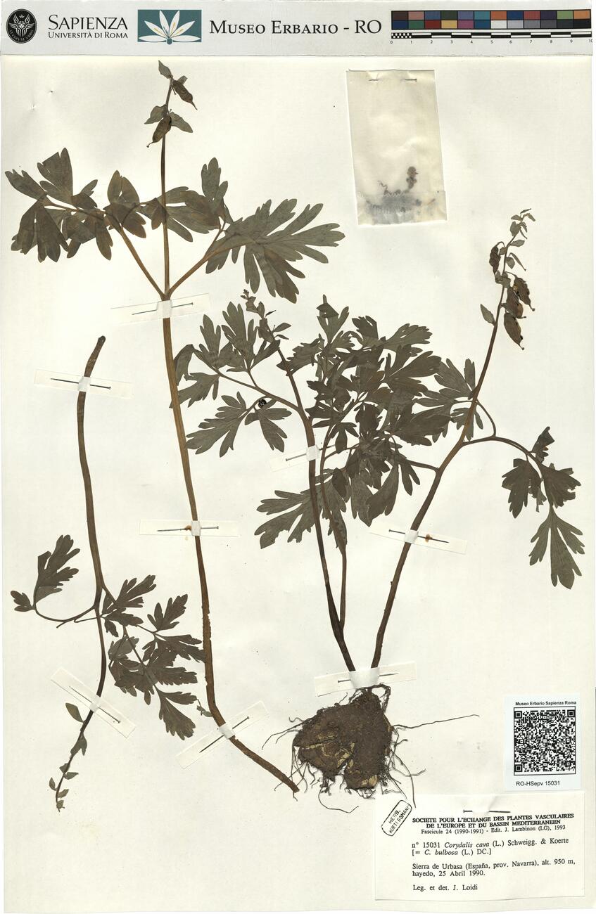 Corydalis cava (L.) Schweigg. & Koerte -  RO-HSepv 15031 photo