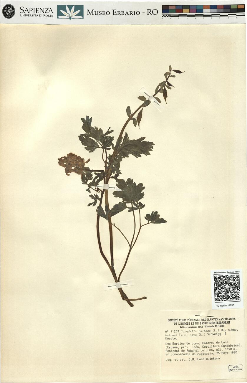Corydalis bulbosa (L.) DC. subsp. bulbosa -  RO-HSepv 11237 photo