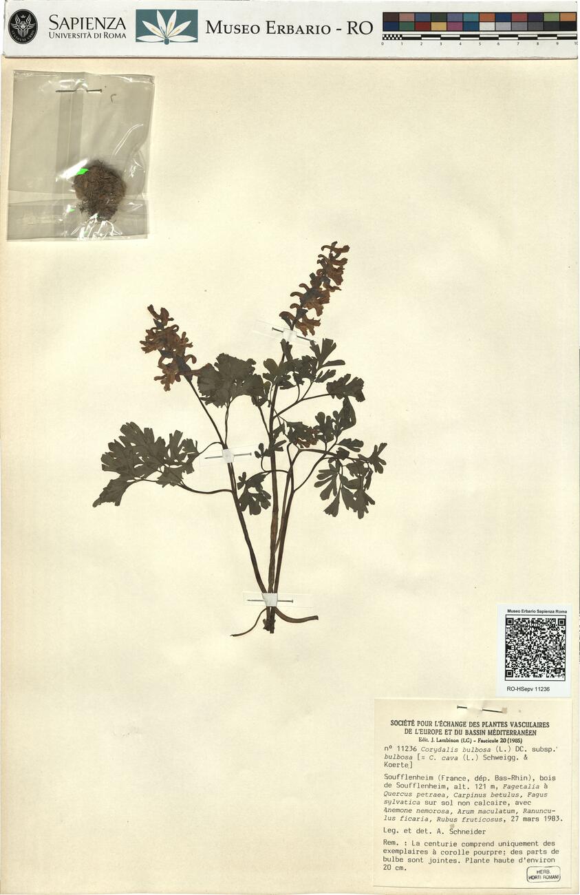 Corydalis bulbosa (L.) DC. subsp. bulbosa -  RO-HSepv 11236 photo