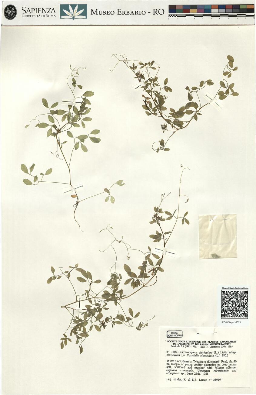 Ceratocapnos claviculata (L.) Lidén subsp. claviculata -  RO-HSepv 16021 photo