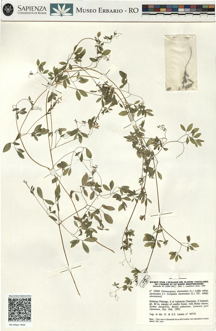 Ceratocapnos claviculata (L.) Lidén subsp. claviculata -  RO-HSepv 15030 photo