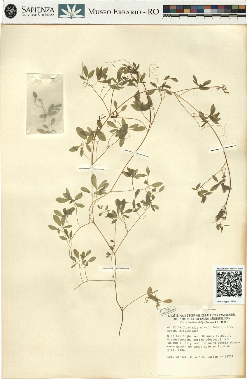 Corydalis claviculata (L.) DC. subsp. claviculata -  RO-HSepv 12158 photo