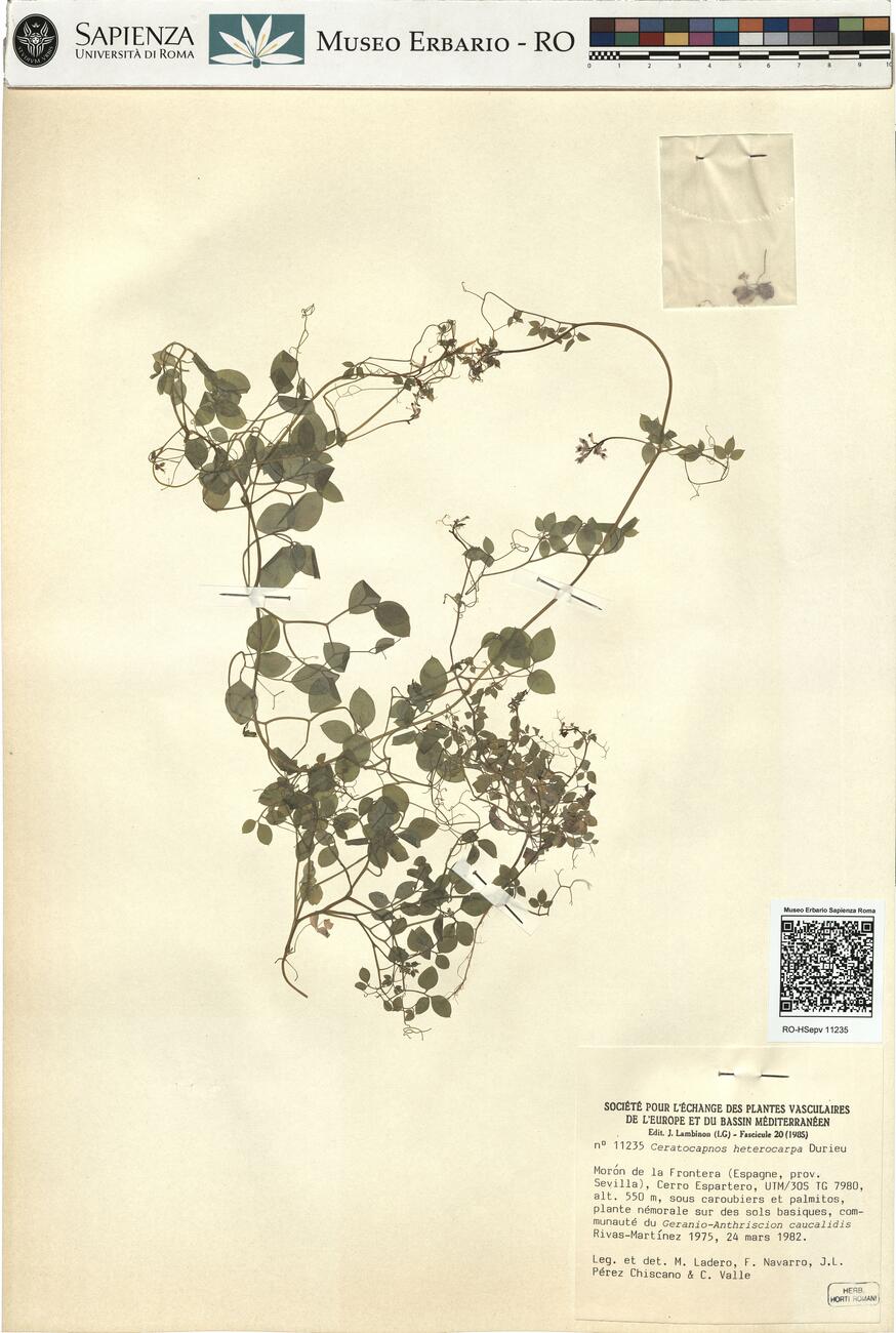 Ceratocapnos heterocarpa Durieu -  RO-HSepv 11235 photo