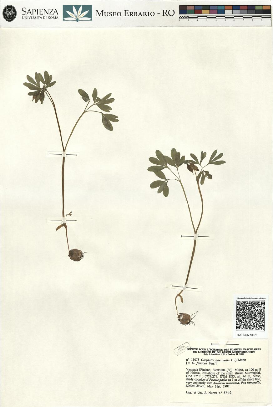 Corydalis intermedia (L.) Mérat -  RO-HSepv 13078 photo