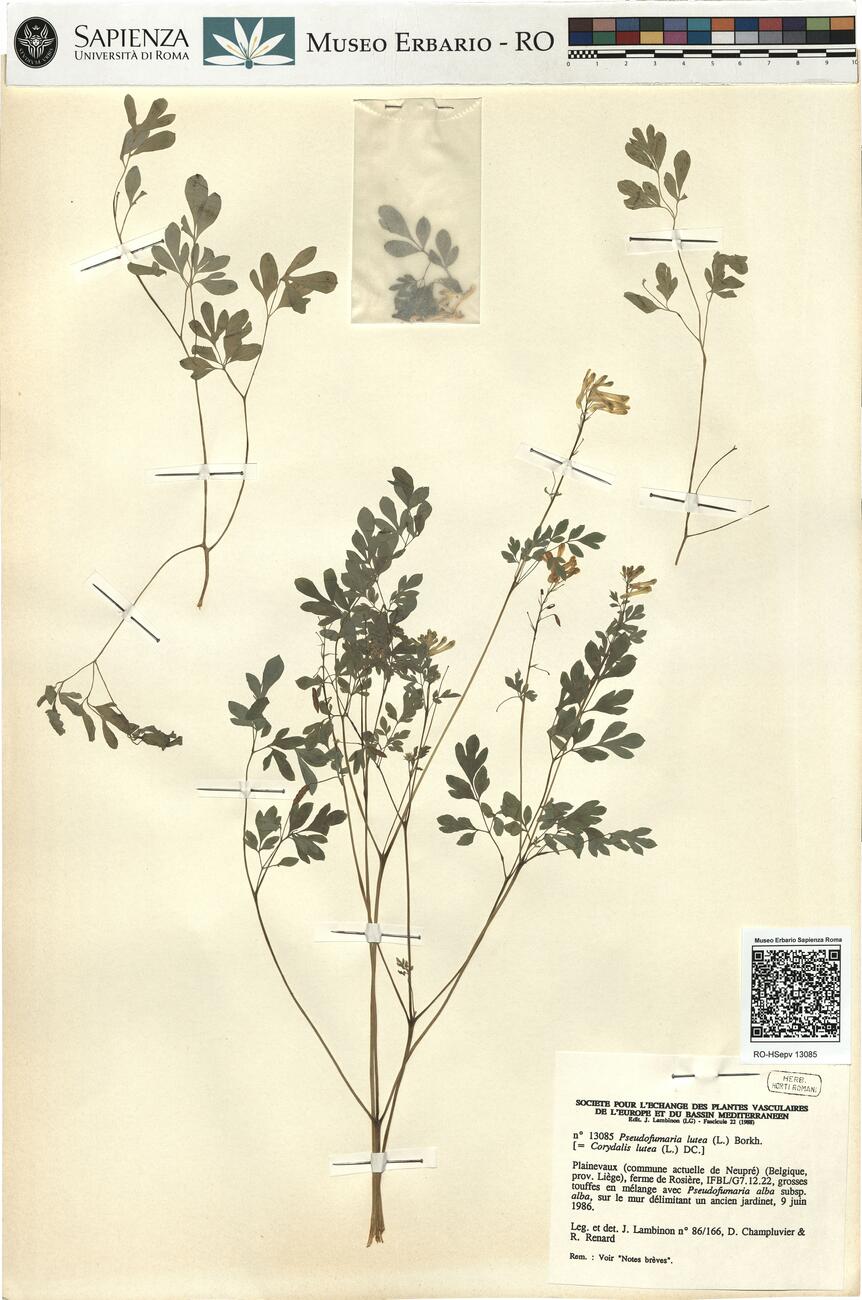 Pseudofumaria lutea (L.) Borkh. -  RO-HSepv 13085 photo