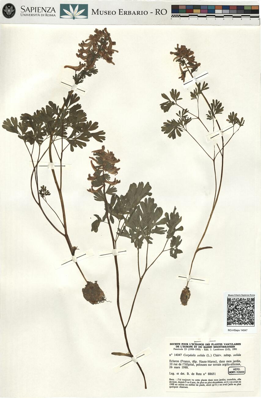 Corydalis solida (L.) Clairv. subsp. solida -  RO-HSepv 14047 photo