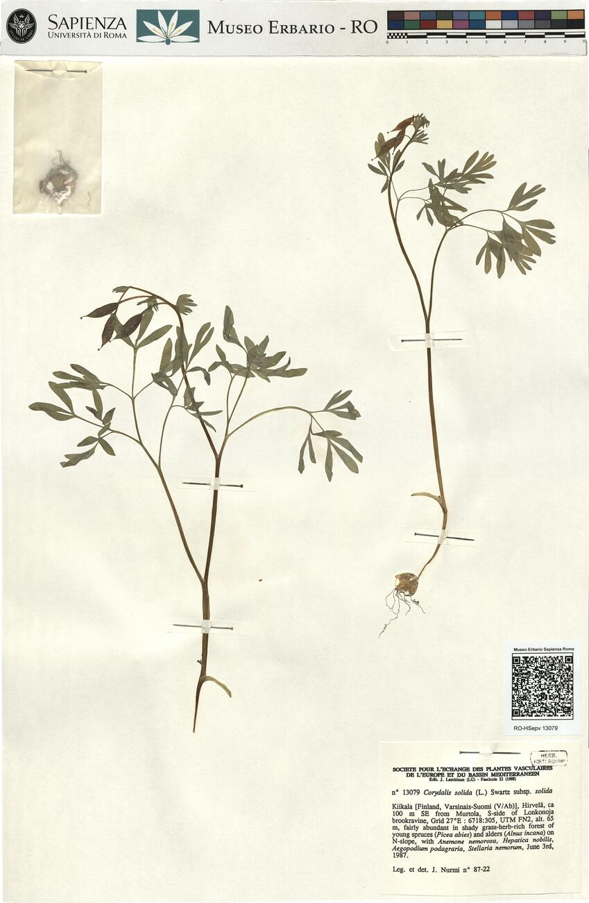 Corydalis solida (L.) Swartz subsp. solida -  RO-HSepv 13079 photo