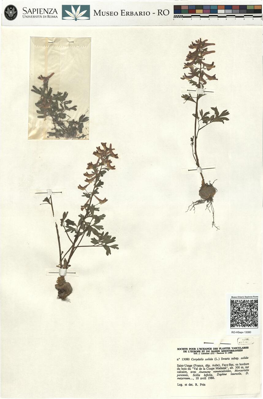 Corydalis solida (L.) Swartz subsp. solida -  RO-HSepv 13080 photo