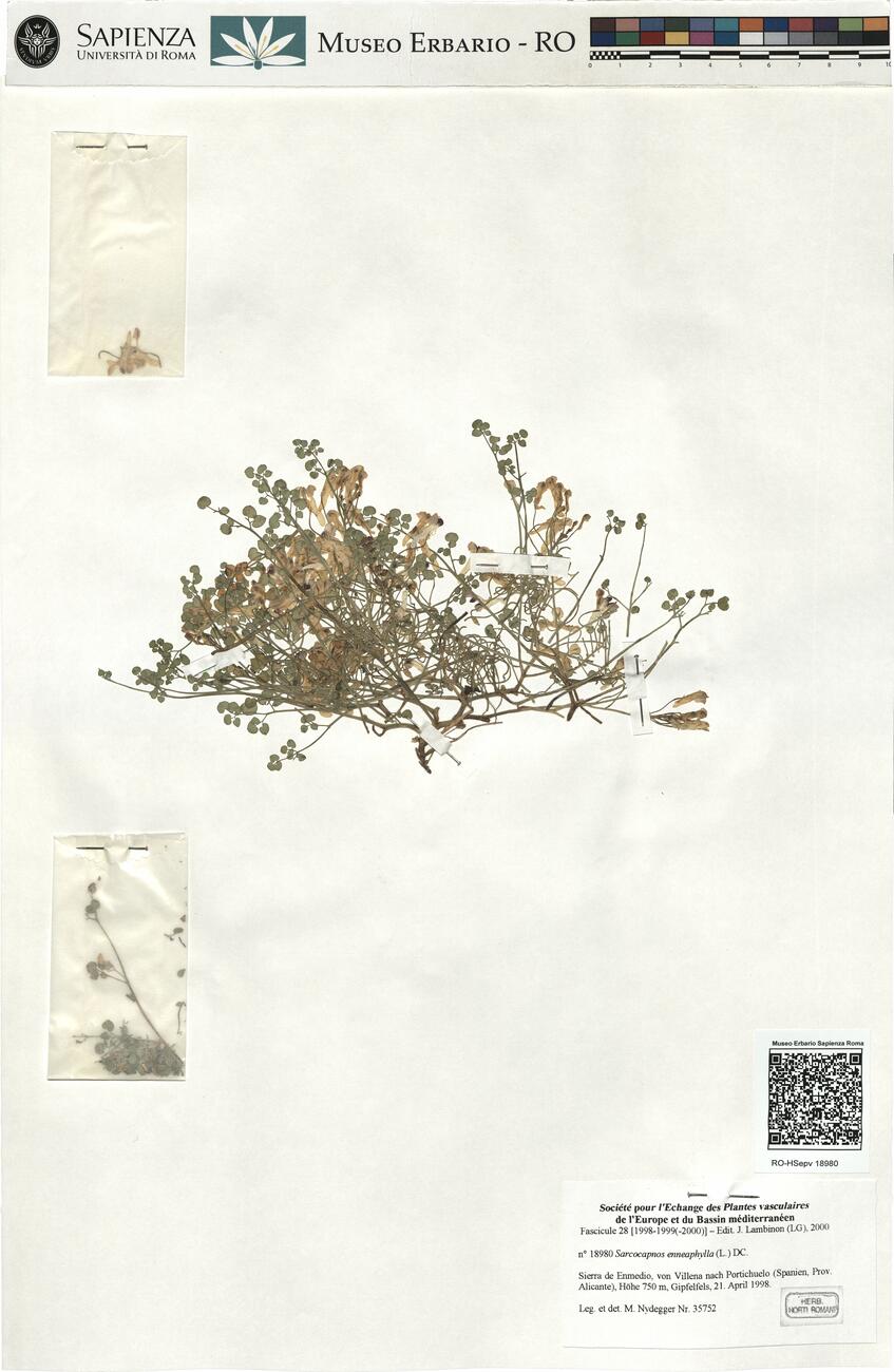 Sarcocapnos enneaphylla (L.) DC. -  RO-HSepv 18980 photo