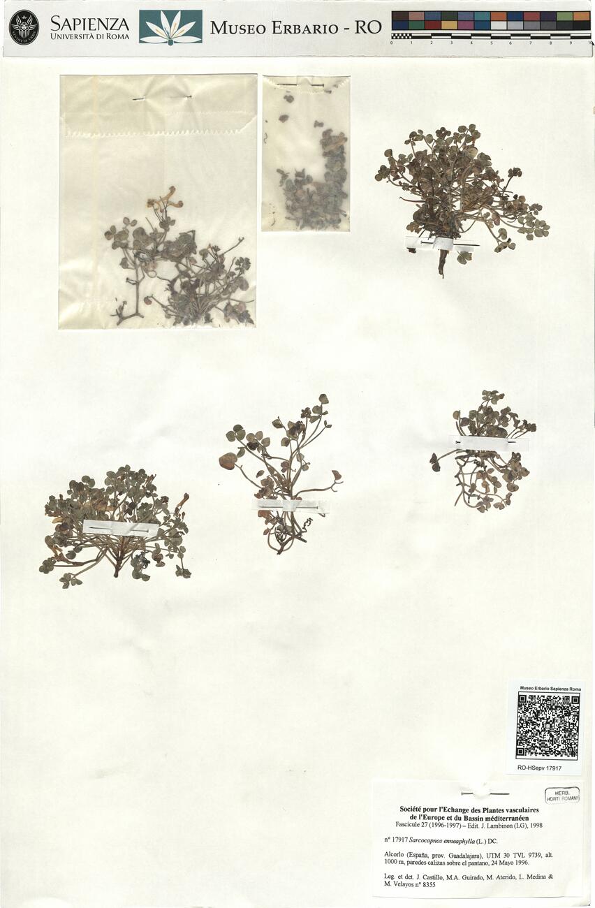 Sarcocapnos enneaphylla (L.) DC. -  RO-HSepv 17917 photo