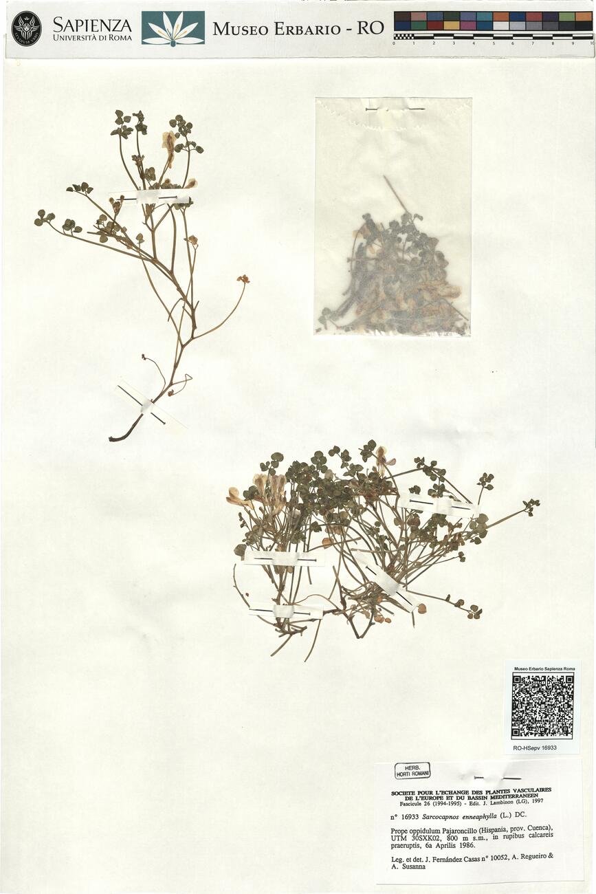 Sarcocapnos enneaphylla (L.) DC. -  RO-HSepv 16933 photo