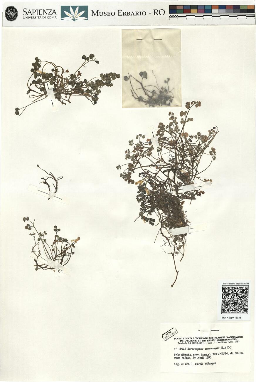 Sarcocapnos enneaphylla (L.) DC. -  RO-HSepv 15035 photo