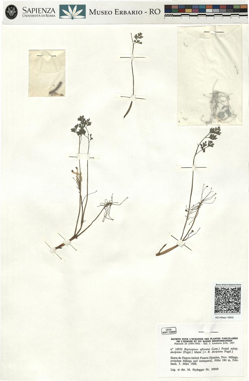 Rupicapnos africana (Lam.) Pomel subsp. decipiens (Pugsl.) Maire -  RO-HSepv 16932 photo
