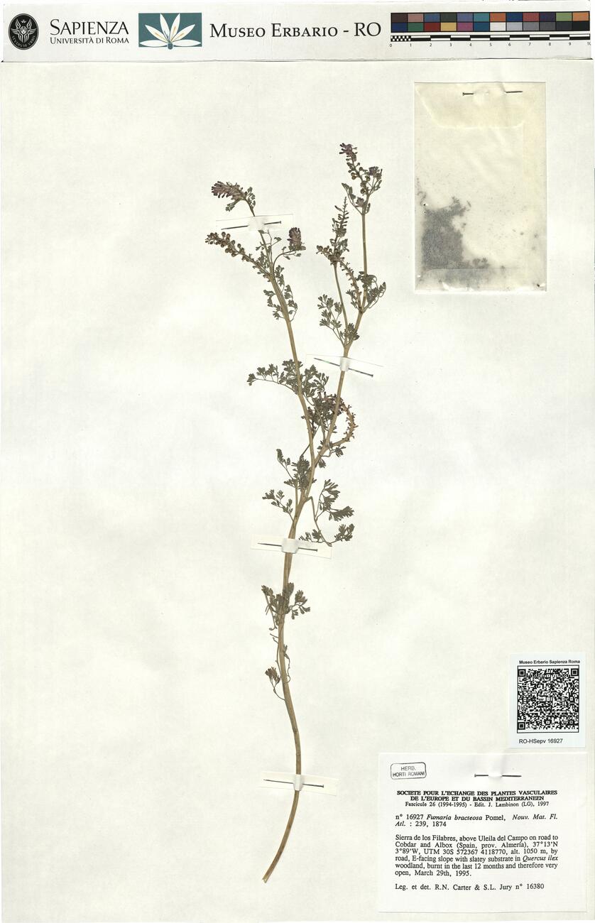 Fumaria bracteosa Pomel -  RO-HSepv 16927 photo