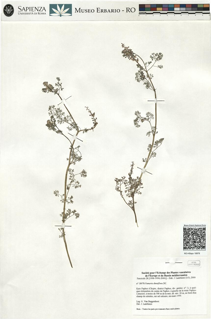 Fumaria densiflora DC. -  RO-HSepv 18978 photo