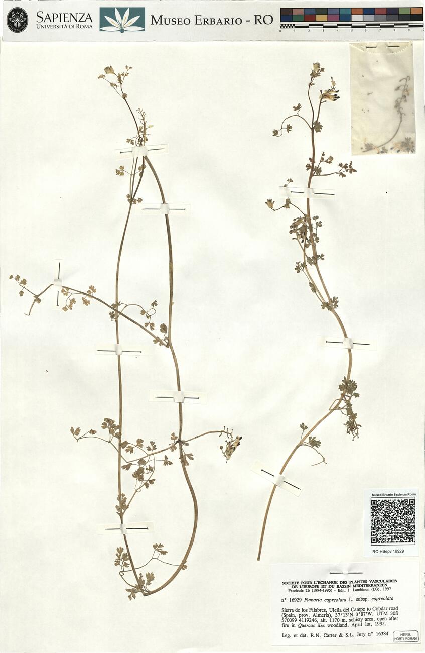 Fumaria capreolata L. subsp. capreolata -  RO-HSepv 16929 photo