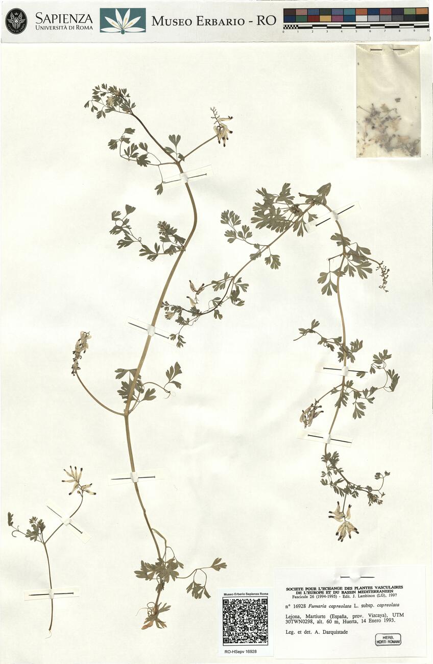 Fumaria capreolata L. subsp. capreolata -  RO-HSepv 16928 photo