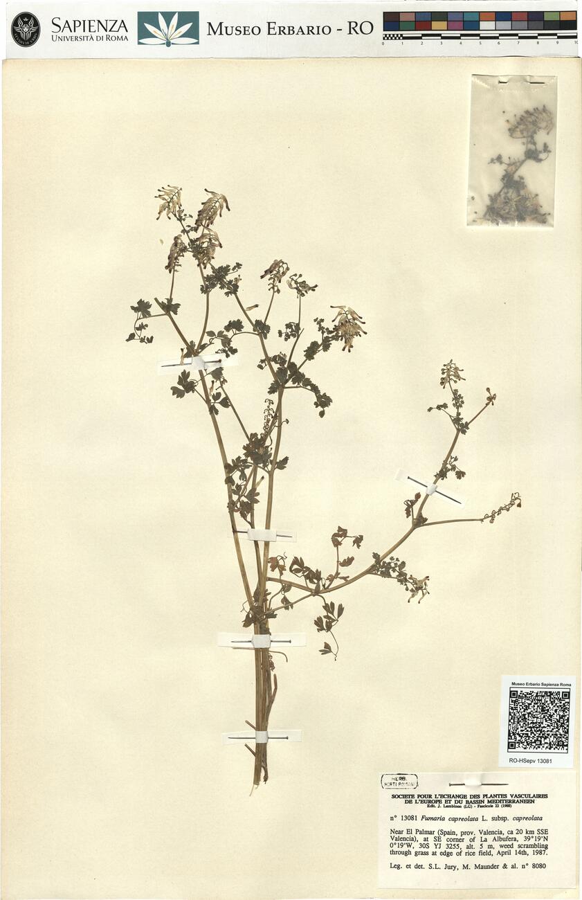 Fumaria capreolata L. subsp. capreolata -  RO-HSepv 13081 photo
