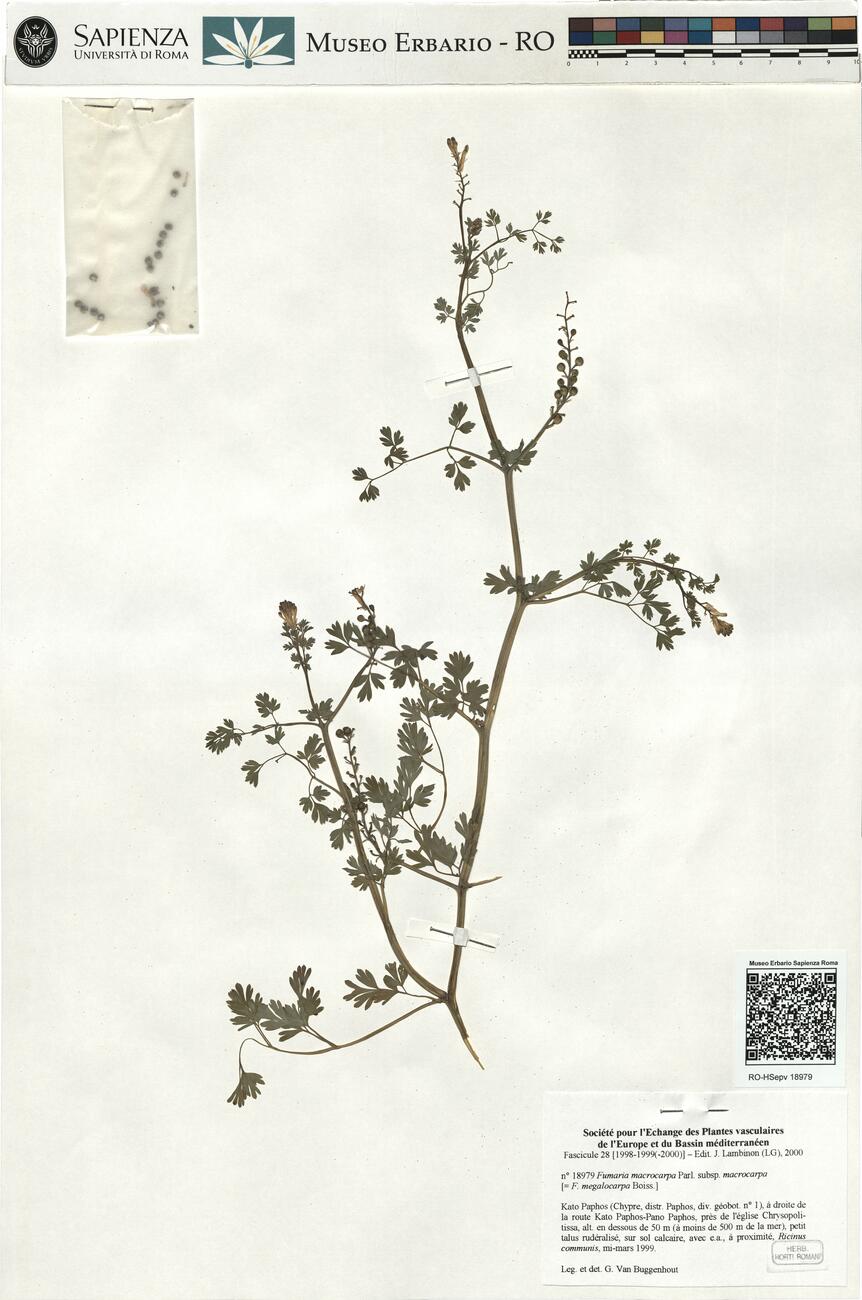 Fumaria macrocarpa Parl. subsp. macrocarpa -  RO-HSepv 18979 photo