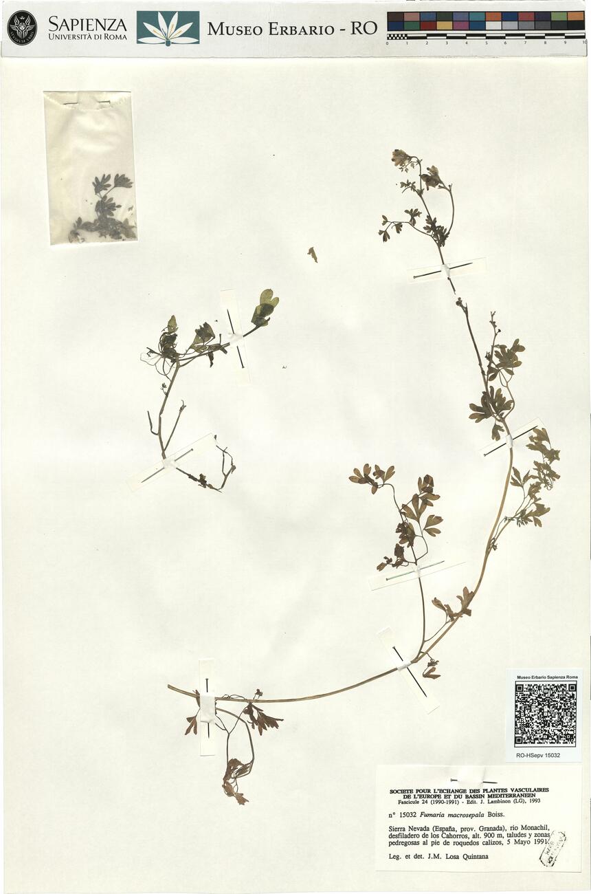 Fumaria macrosepala Boiss. -  RO-HSepv 15032 photo