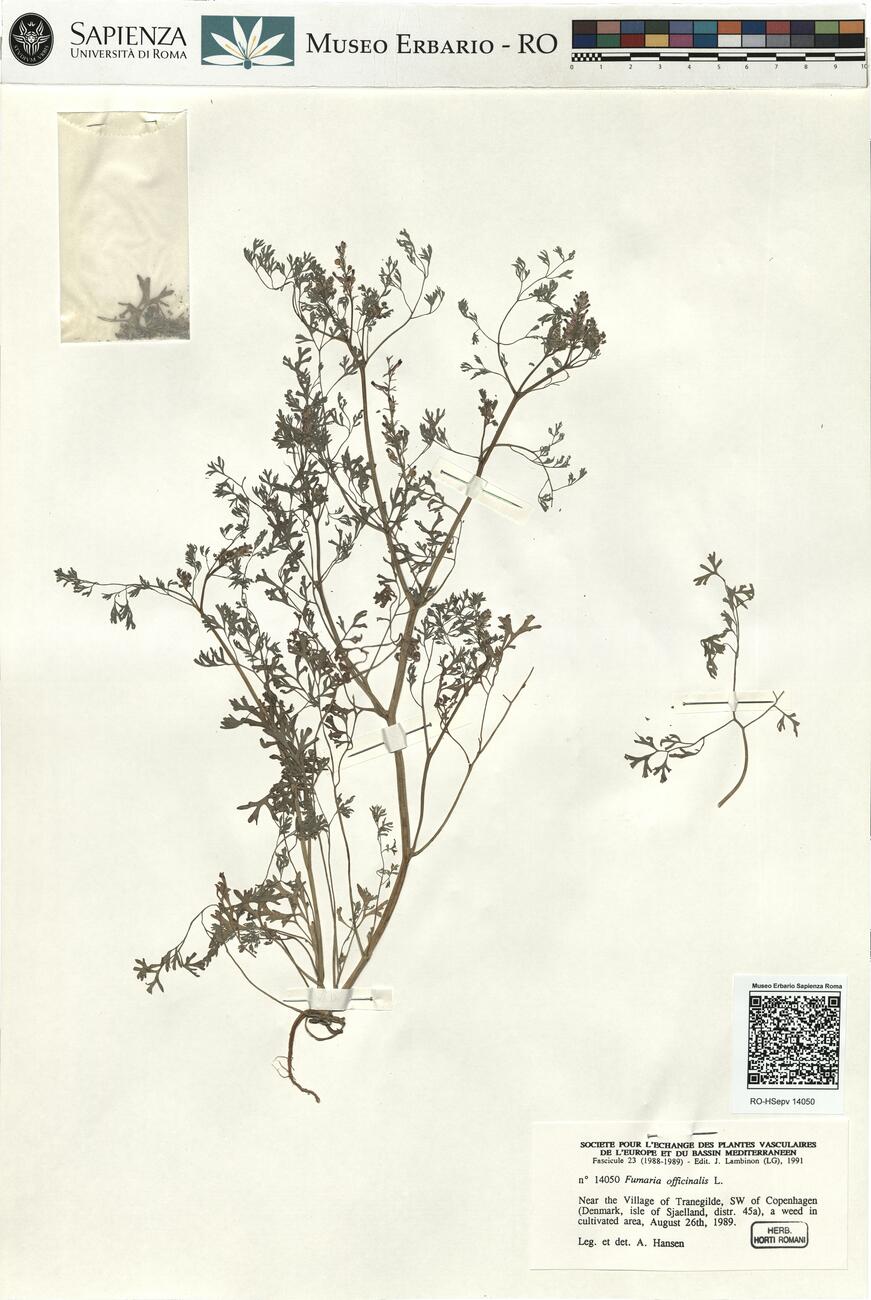 Fumaria officinalis L. -  RO-HSepv 14050 photo