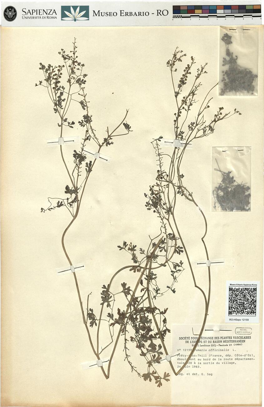 Fumaria officinalis L. -  RO-HSepv 12159 photo