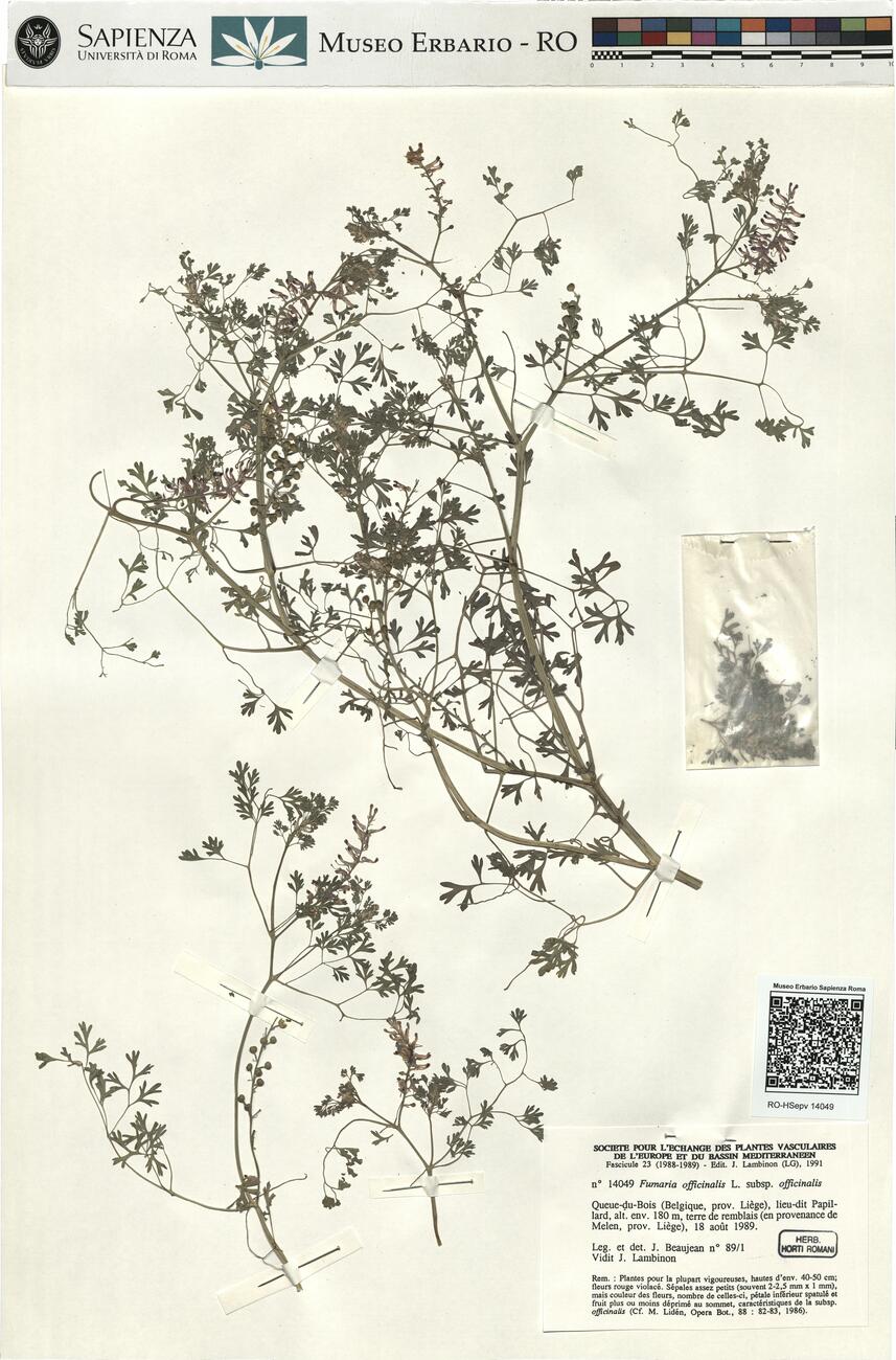 Fumaria officinalis L. subsp. officinalis -  RO-HSepv 14049 photo