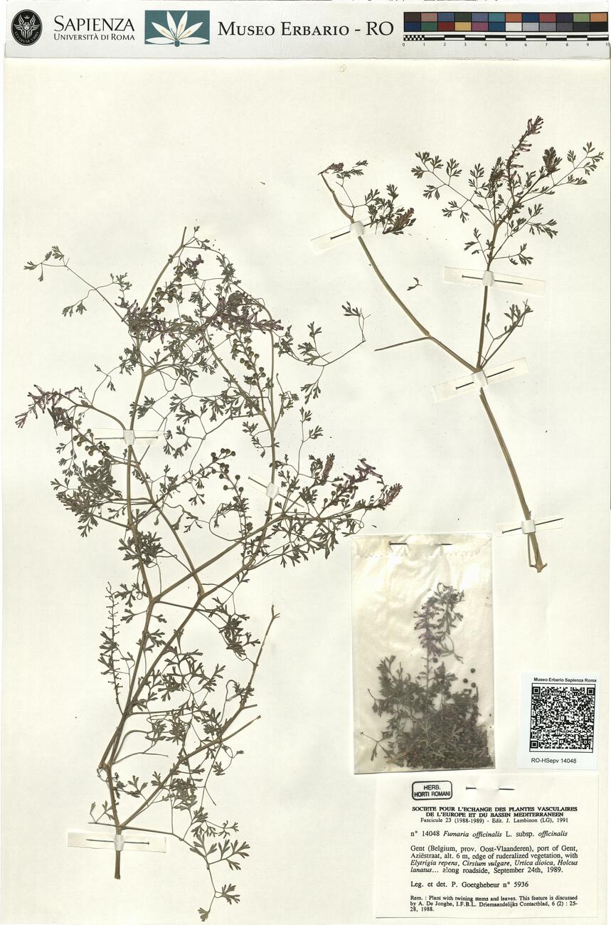 Fumaria officinalis L. subsp. officinalis -  RO-HSepv 14048 photo