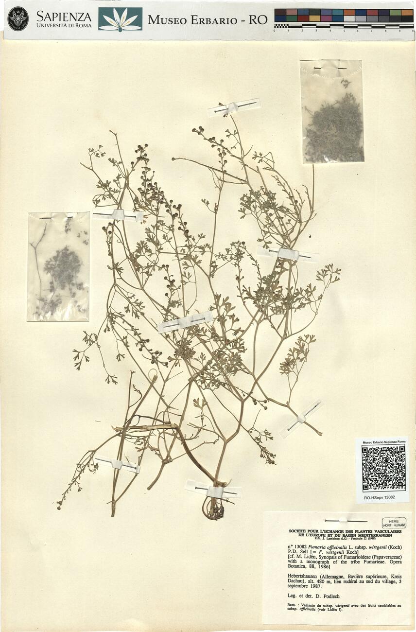 Fumaria officinalis L. subsp. wirtgenii (Koch) P.D. Sell -  RO-HSepv 13082 photo