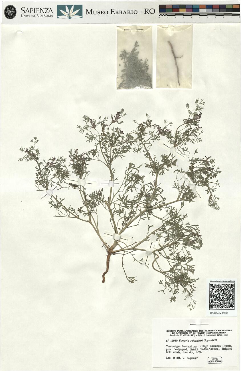 Fumaria schleicheri Soyer-Will. -  RO-HSepv 16930 photo