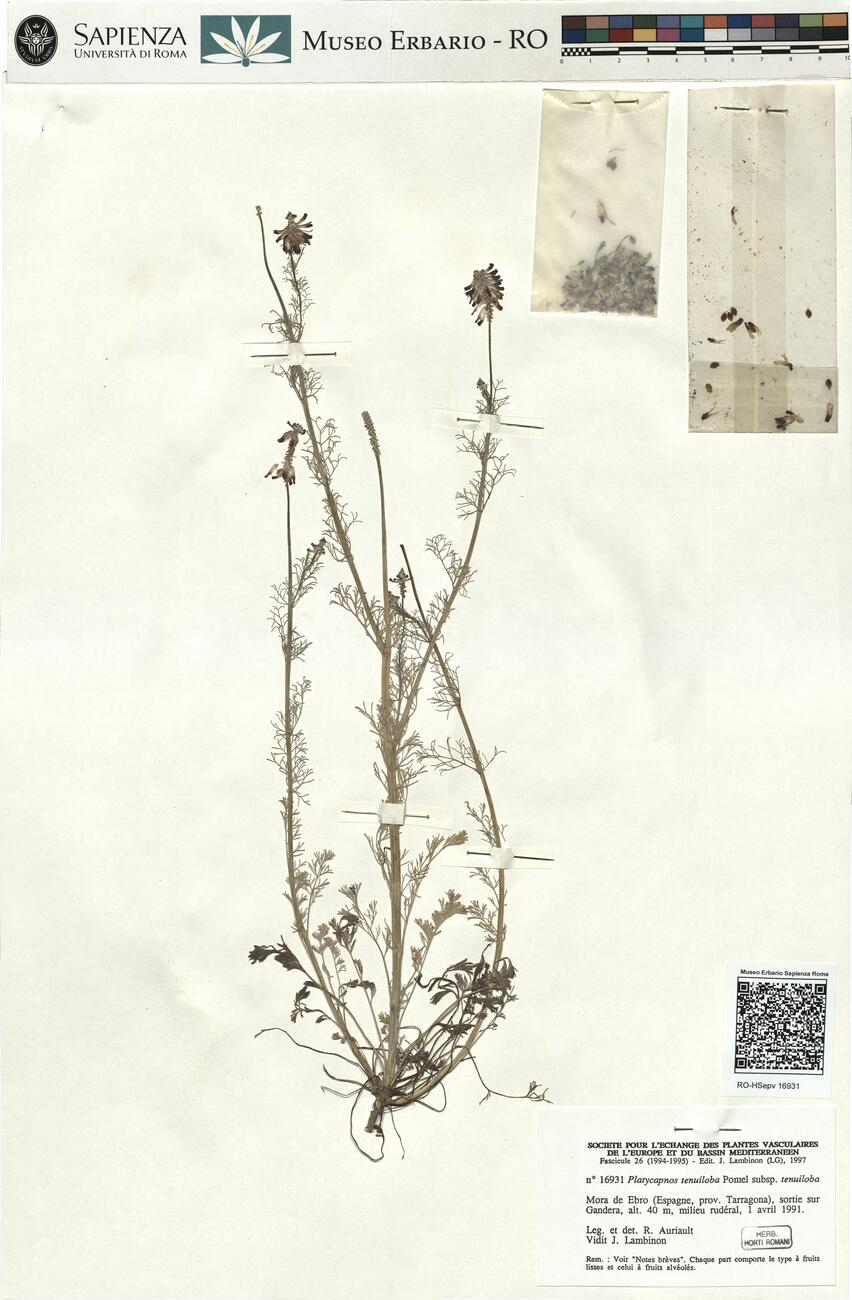 Platycapnos tenuiloba Pomel subsp. tenuiloba -  RO-HSepv 16931 photo