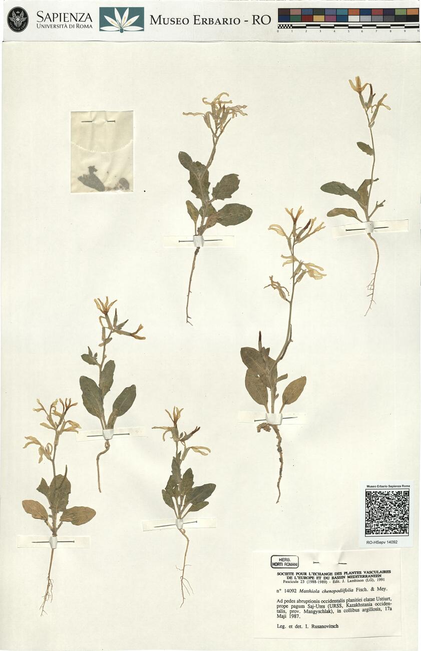 Matthiola chenopodiifolia Fisch. & Mey. -  RO-HSepv 14092 photo