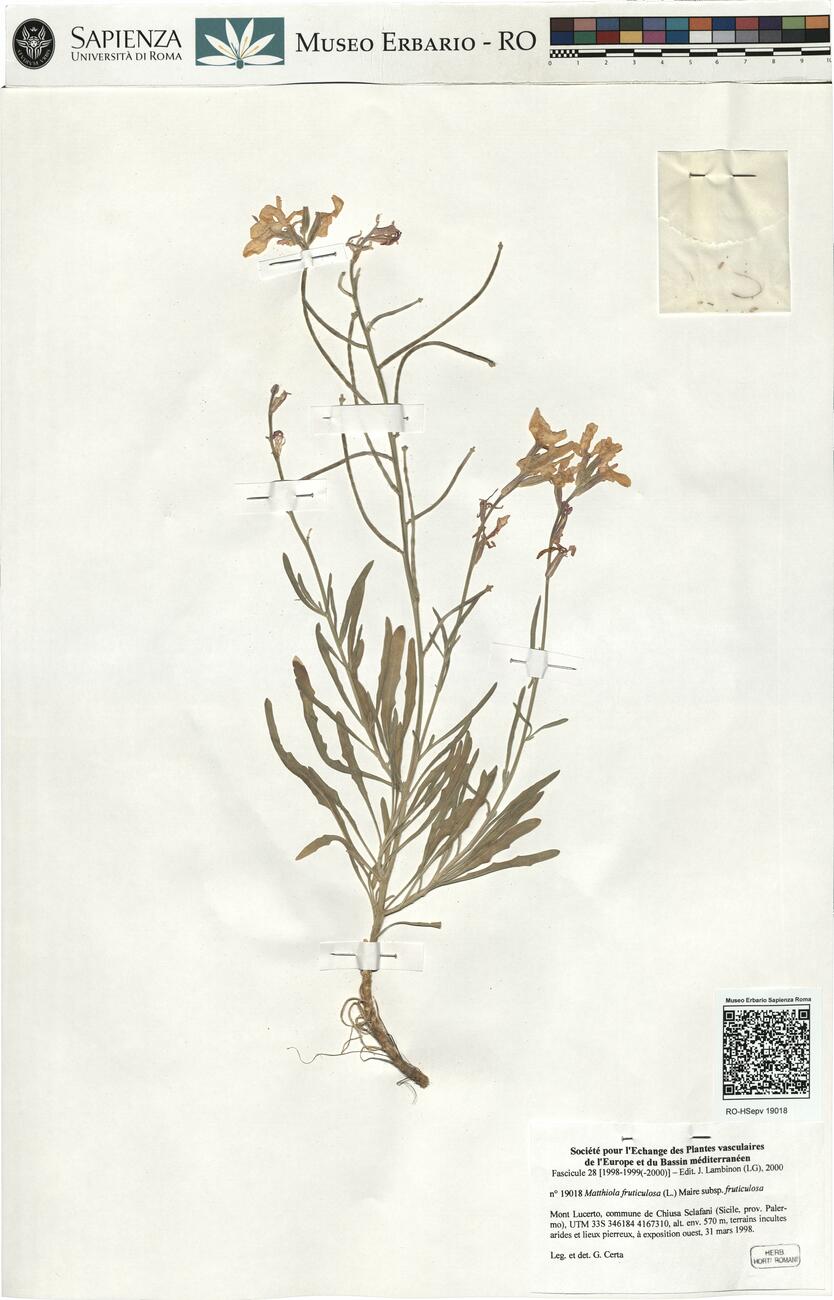Matthiola fruticulosa (L.) Maire subsp. fruticolosa -  RO-HSepv 19018 photo