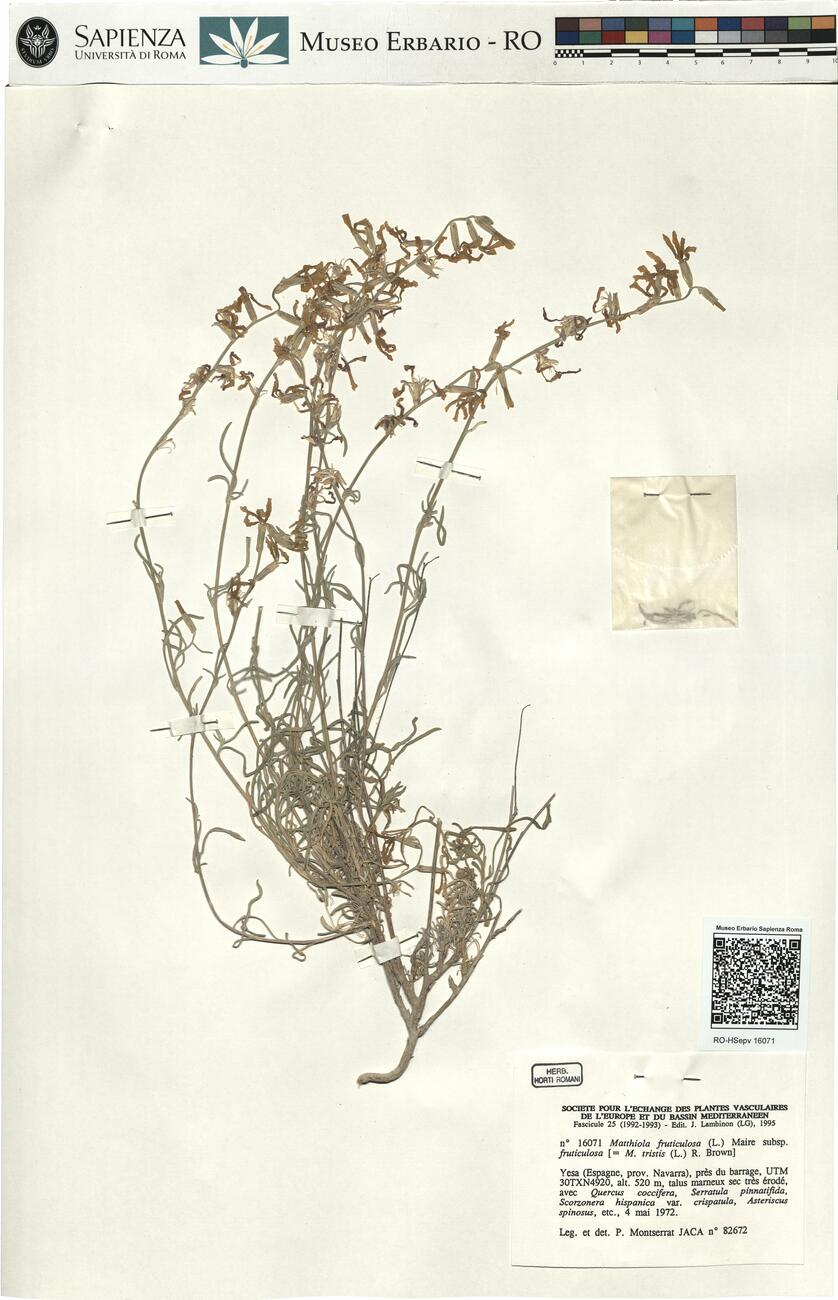 Matthiola fruticulosa (L.) Maire subsp. fruticolosa -  RO-HSepv 16071 photo