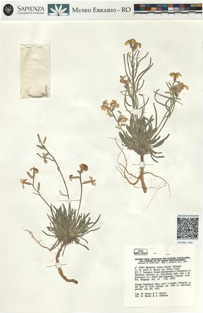 Matthiola italica (Conti) Tammaro -  RO-HSepv 15083 photo