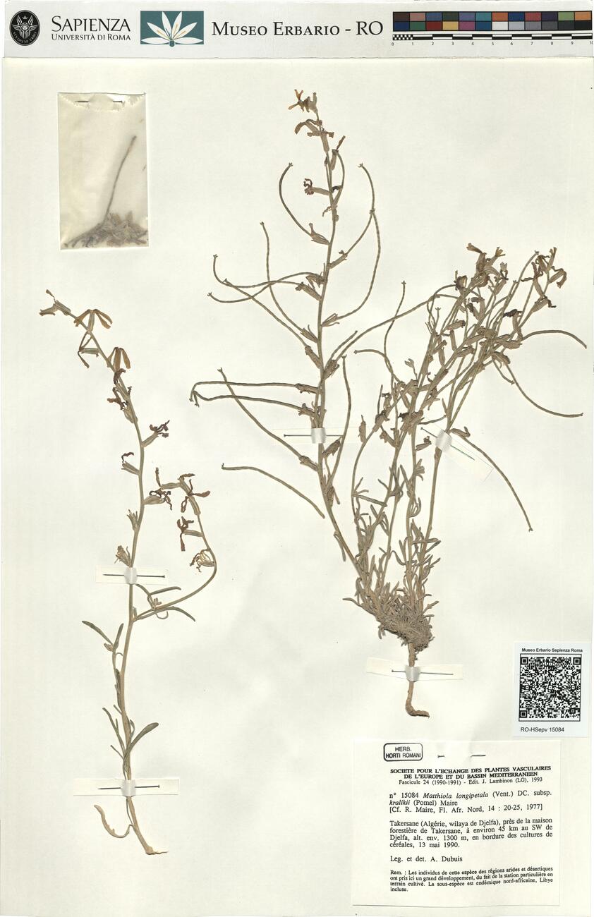 Matthiola longipetala (Vent.) DC. subsp. kralikii (Pomel) Maire -  RO-HSepv 15084 photo