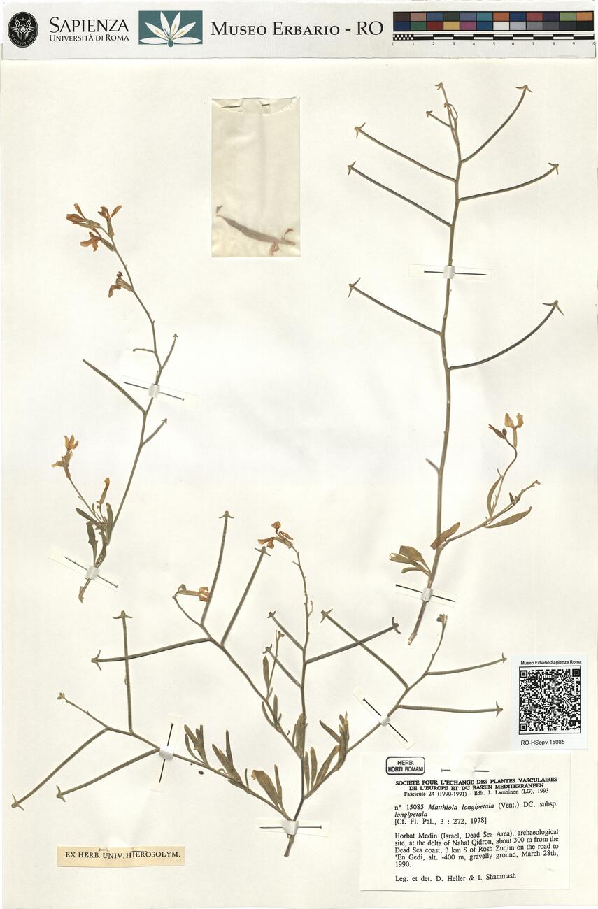 Matthiola longipetala (Vent.) DC. subsp. longipetala -  RO-HSepv 15085 photo